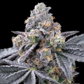 Spilt Paint - Cookies Seed Bank