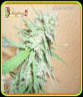 Spinning Buzz Kick - Dr Krippling Seeds