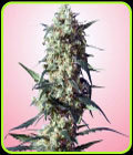 Spliff Strawberry - Spliff Seeds