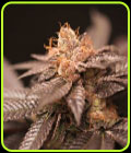Spritz - Perfect Tree Seeds