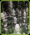 Spumoni - The Plug Seedbank