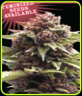 Squirt - Humboldt Seed Company