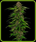 Squirt Autoflower - Humboldt Seed Company