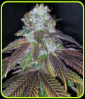Squirterz - Pheno Finder Seeds