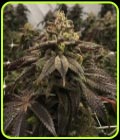 StarCake - Pheno Finder Seeds