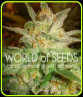 Star 47 - World of Seeds