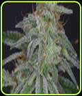 Star - V Elementum Seeds