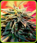 Star Gazer - Delta 9 Labs Seeds