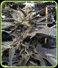 Star Killer - Rare Dankness Seeds