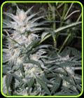 Star Ryder Automatic - Sagarmatha Seeds