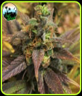 Starburst - Cali Weed Seeds