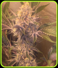 Stardawg 3 x Banana Kush - Dankonomics Genetics