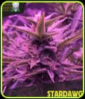 Stardawg - Blackskull Seeds