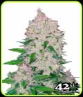 Stardawg - FastBuds