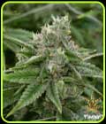 Stardawg - Flavour Chasers