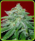 Starlet Kush - Gage Green Group