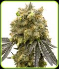 Steve's Dream Queen - BlimBurn Seeds