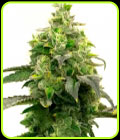 Steve's Hellfire OG - BlimBurn Seeds