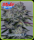 Sticky Dream - Positronic Seeds