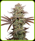 Sticky Fingers Autoflower - Seed Stockers