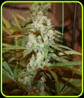 Sticky Nicky - True Canna Genetics