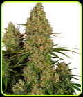 Sticky Orange XXL Auto - Sensi Research Seeds