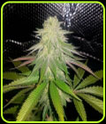 Sticky Sherbert - Dank Genetics