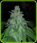 Stink Bomb - Archive Seeds