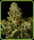 Stockton Slap OG Auto - Propaganja Seeds