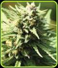 Slightly Stoopid Fruits - Humboldt Seed Company