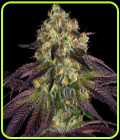 Stracciatella - TH Seeds