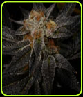 Straight Sauce - Archive Seeds