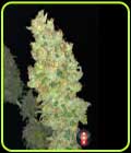 Strawberry AKeil - Serious Seeds