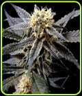 Strawberry Banana - DNA Genetics Seeds