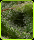 Strawberry Banana - Big Head Seeds
