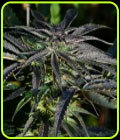 Strawberry Banana Kush - Kush Cannabis Seeds