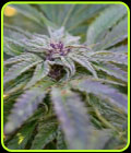 Strawberry Banana - Medicann Seeds