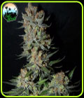 Strawberry Banana Smoothie - Cali Weed Seeds