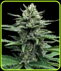Strawberry Banana Autoflower - DNA Genetics Seeds