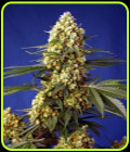 Strawberry Banana Gelato XL Auto - Sweet Seeds