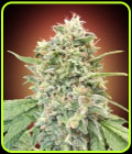 Strawberry Banana - Advanced Seeds