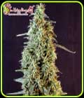 Strawberry Banana Whip Auto - Dr Krippling Seeds