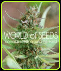 Strawberry Blue - World of Seeds