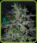 Strawberry Blue Early Harvest - World of Seeds