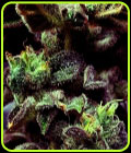 Strawberry Cane - Holy Smoke Seeds