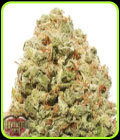 Strawberry Cake - Heavyweight Seeds