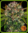 Strawberry Cheesecake Auto - Barneys Farm Seeds