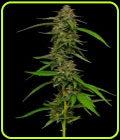 Strawberry Cheesecake Autoflower - Humboldt Seed Company