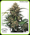 Strawberry Cough - Dutch Passion Seeds