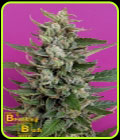 Strawberry Cream - Breaking Buds Seeds